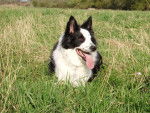 Gamin Border Collie - Border Collie
