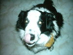 Charly Border Collie - Border Collie