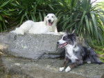 Rimelle Golden et Vaya Border Collie - Border Collie