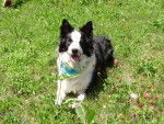 Charly Border Collie - Border Collie