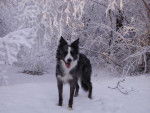 Vaya Border Collie - Border Collie