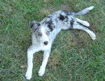 BORDER COLLIE BLEUE MERLE : CACHOU - Border Collie