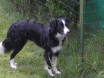 border collie bloom - Border Collie