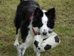 CHARLY BORDER COLLIE - Border Collie