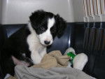 border collie - Fly 10mois - Border Collie