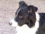 Border collie Looping - Border Collie