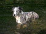 border collie bleue - Border Collie