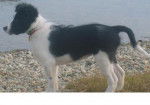 border collie , CORA - Border Collie