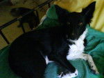 Border Collie \