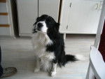 border Collie MAGGY - Border Collie