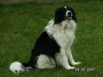 Croisé épagneul/border collie Némo - Border Collie