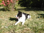 CORA , Border collie de 6 mois - Border Collie (6 mois)