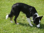 Border Collie , Caline ♥ - Border Collie