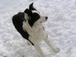 Border collie - Canaille - Border Collie Femelle