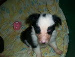 border collie frimousse - Border Collie