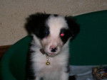 border collie frimousse - Border Collie