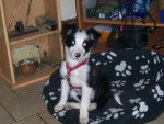 border collie frimousse - Border Collie