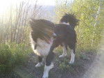 Border Collie , Djecky - Border Collie
