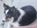border collie - Border Collie Femelle