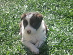 BORDER COLLIE chiot d'un mois couleur CHOCOLAT - Border Collie Femelle
