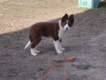 jeune femelle rouge border collie DOUCHKA 4 mois - Border Collie Femelle (4 mois)