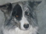 benji border collie - Border Collie
