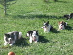 mes border collie attendent le ballon ! - Border Collie
