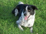border collie - Border Collie
