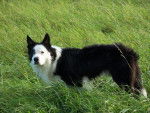 border collie - Border Collie