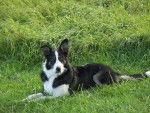 border collie - Border Collie
