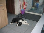 Border Collie - Lucky - Border Collie