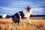 Guardian of the Sky - Border Collie Mâle (2 ans)