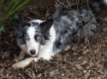 Chienne bleu merle LOF - Border Collie
