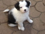 Nikita 6 semaines - Border Collie