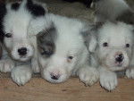 Chiots - Border Collie