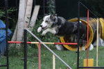 Layla en agility - Border Collie