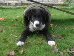 Fidèl - Border Collie Mâle (9 mois)