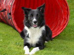 Border collie - Border Collie