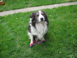 Fifi chien de ma tante - Border Collie Mâle (5 ans)