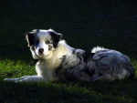Photo Border Collie