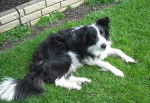 Terry - Border Collie Femelle (2 ans)