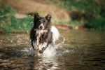 Photo Border Collie
