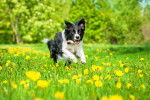 Un Border Collie courant sur du gazon parsemé de fleurs jaunes