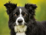Photo Border Collie