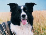 Photo Border Collie