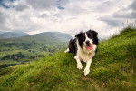 Photo Border Collie