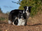 Photo Border Collie
