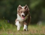 Photo Border Collie