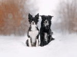 Deux Borders Collies assis dehors ne hiver 