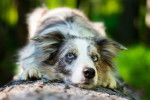 Un Border Collie bleu merle aux yeux bleus allongé sur un tronc d'arbre